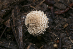 Verrucosporaceae