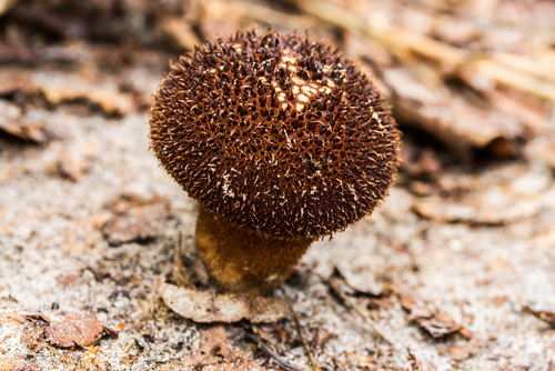 Dusky Puffball