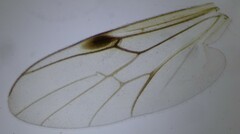 Dilophus