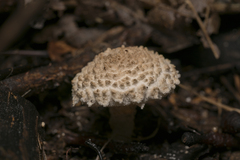 Verrucosporaceae