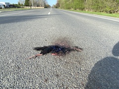 Porphyrio melanotus melanotus