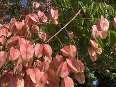 Koelreuteria