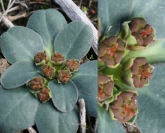 Euphorbia ecklonii