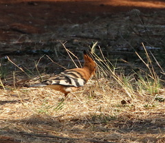 Upupa epops africana