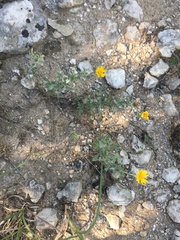 Bradburia pilosa