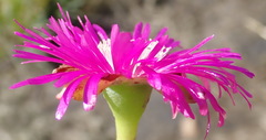 Ruschia duthiae