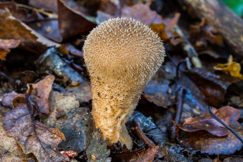 Dusky Puffball