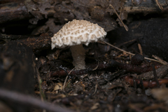 Verrucosporaceae