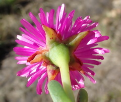 Ruschia duthiae