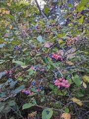 Viburnum cassinoides
