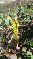 Pedicularis flammea