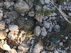 Coryphantha sulcata
