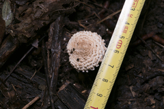 Verrucosporaceae
