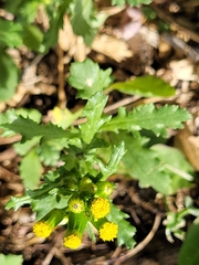 Senecio vulgaris