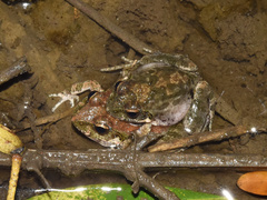 Tomopterna natalensis