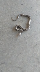 Pantherophis ramspotti