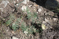 Desmanthus velutinus