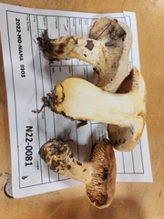 Hydnum subolympicum