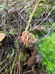Clavulina cinerea