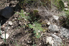 Desmanthus velutinus