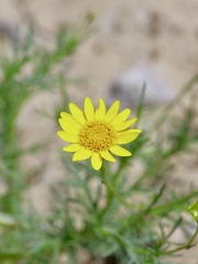 Thymophylla tenuiloba