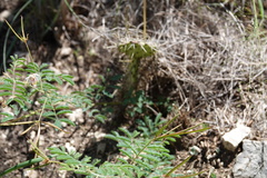 Desmanthus velutinus
