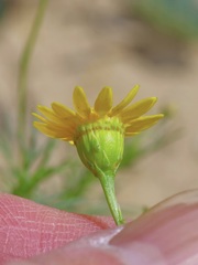 Thymophylla tenuiloba