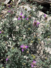 Dalea frutescens