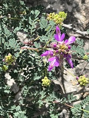 Dalea frutescens