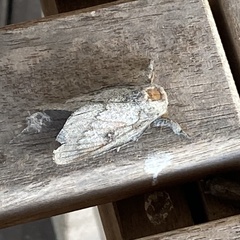 Syssphinx heiligbrodti