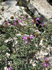 Dalea frutescens
