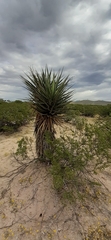 Yucca treculiana