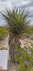 Yucca treculiana