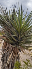 Yucca treculiana