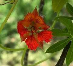 Tropaeolum smithii