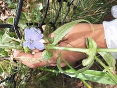 Cichorium endivia