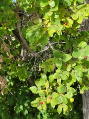 Lonicera tatarica