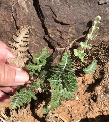 Cheilanthes eckloniana