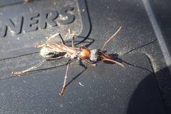 Myrmecia nigrocincta