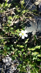 Cerastium alpinum