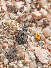 Cicindela oregona