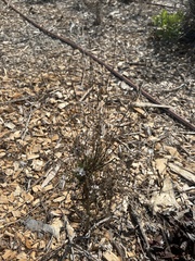Stephanomeria diegensis