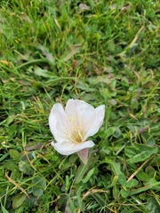 Oenothera acaulis