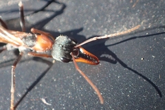 Myrmecia nigrocincta