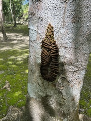 Heraclides anchisiades