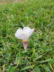 Oenothera acaulis