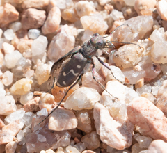 Cicindela oregona