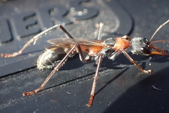 Myrmecia nigrocincta