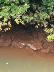 Caiman crocodilus