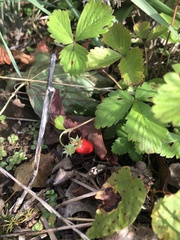 Fragaria vesca vesca